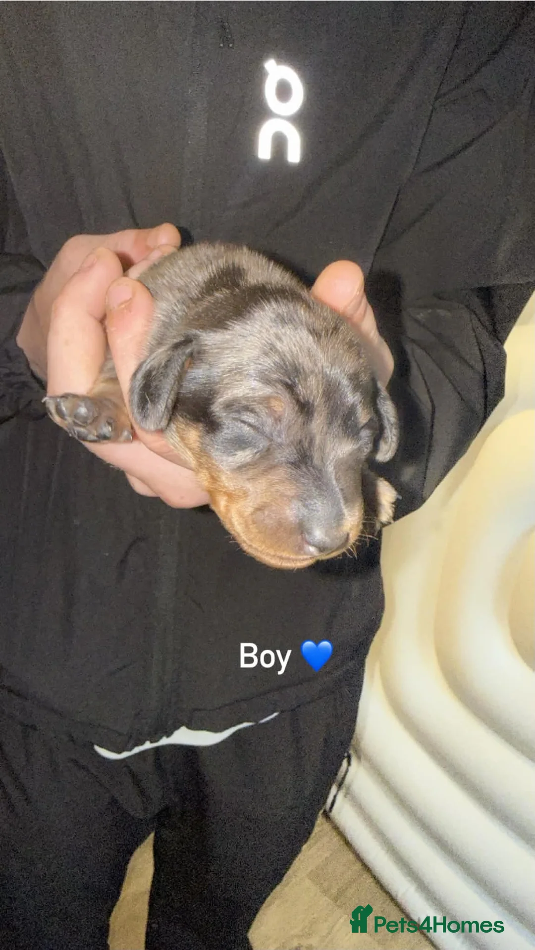 Miniature Dachshund dogs for sale: Miniature dachshunds  - Advert 3