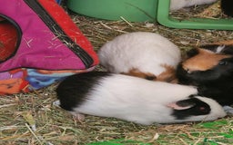 Guinea Pig rodents for sale: Female baby guinea pigs for sale - Image 1