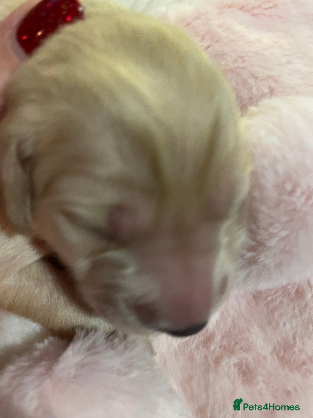 Mixed Breed dogs for sale: Golden retriever x Flatcoat retriever  - Advert 26