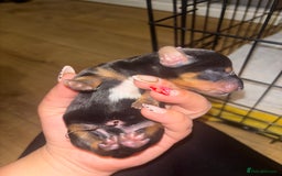 Mixed Breed dogs for sale: 5 beautiful dorkie puppies for sale  - Image 5