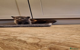 British Shorthair cats for sale: Last smokey blue kitten BSH x - Image 5