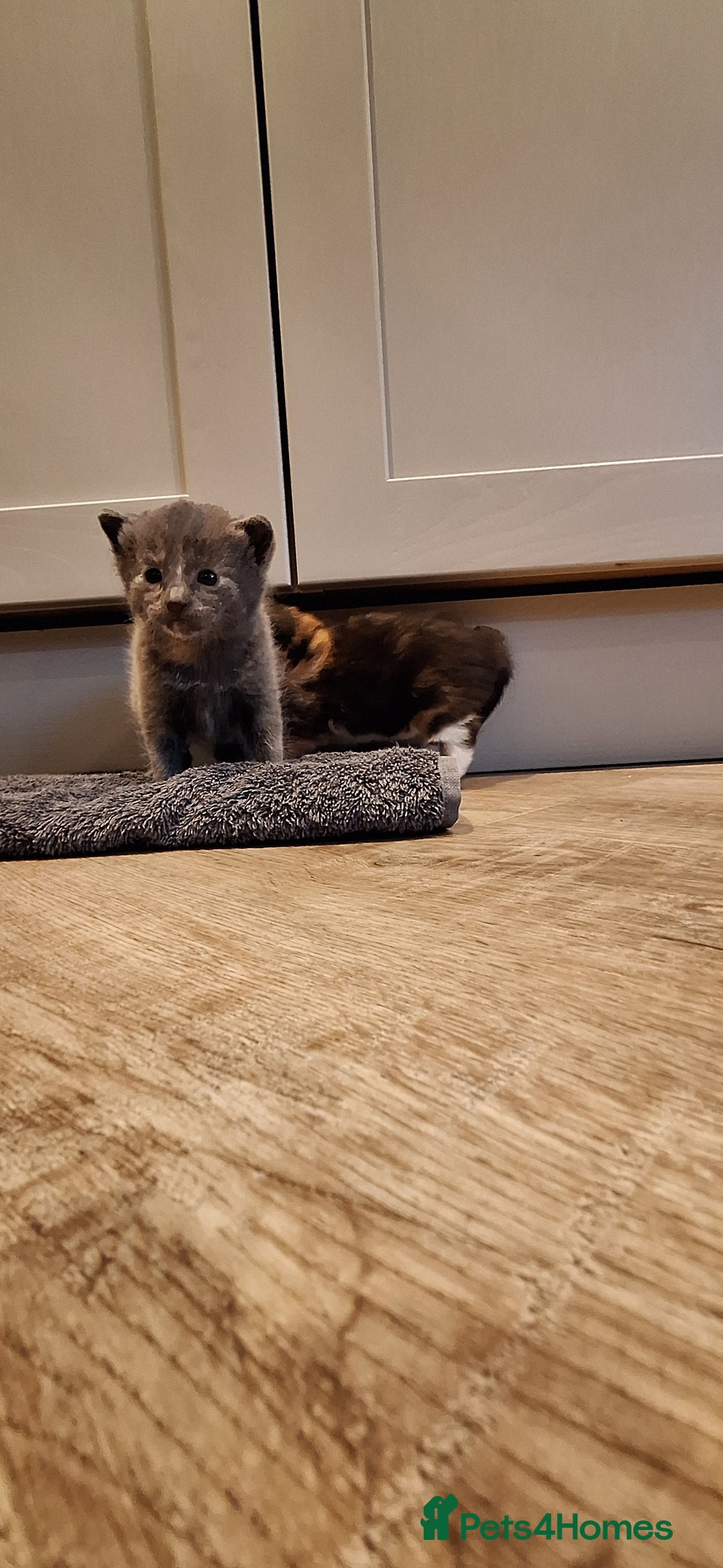 British Shorthair cats for sale: Last smokey blue kitten BSH x - Image 5