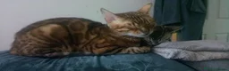 Bengal cats for sale: Full & Half Breed Bengal Kittens  - Advert 28