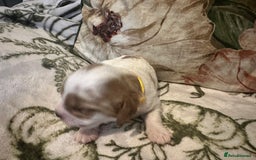 Mixed Breed dogs for sale: Cockalier puppies  - Advert 21