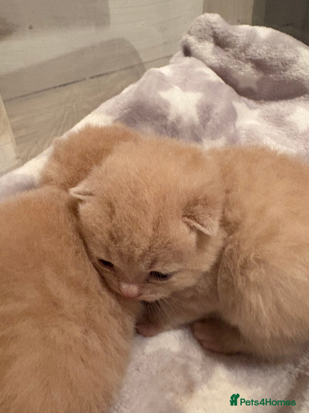 British Shorthair cats for sale: GCCF British shorthair kittens cream boys x2 - Advert 10