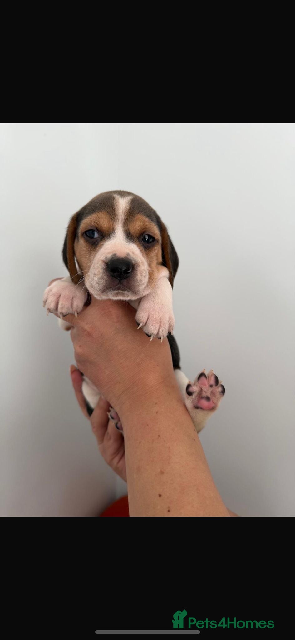 Beagle dogs for sale: Beagle puppies only 1 girl left  - Advert 11