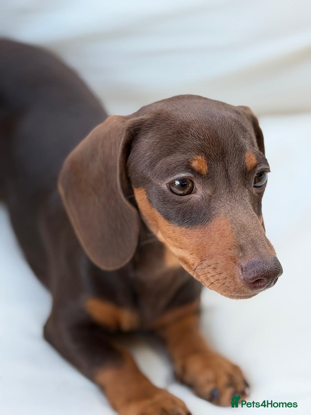 Miniature Dachshund dogs Beautiful litter of 5 Dachshund puppies  - Advert 1