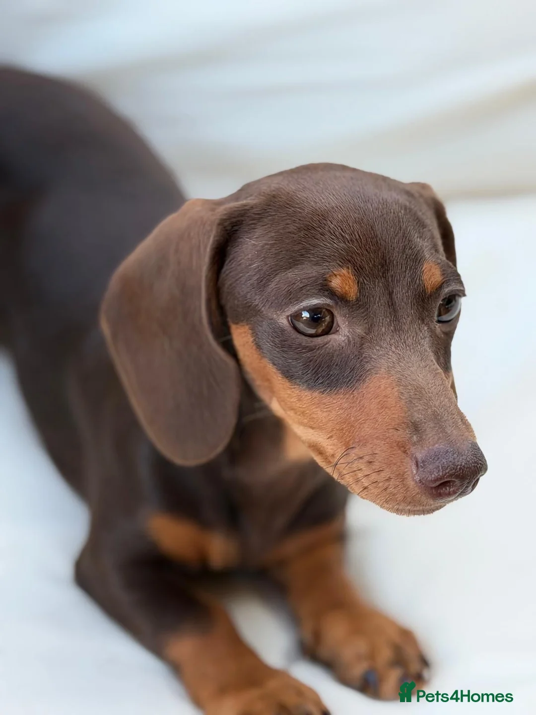 Miniature Dachshund dogs for sale: Beautiful litter of 5 Dachshund puppies  - Advert 1