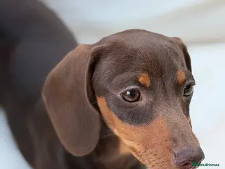 Miniature Dachshund dogs Beautiful litter of 5 Dachshund puppies - Advert 1