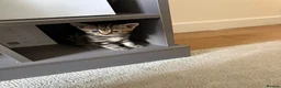 Mixed Breed cats for sale: 5 kittens for sale in Leeds - Advert 11