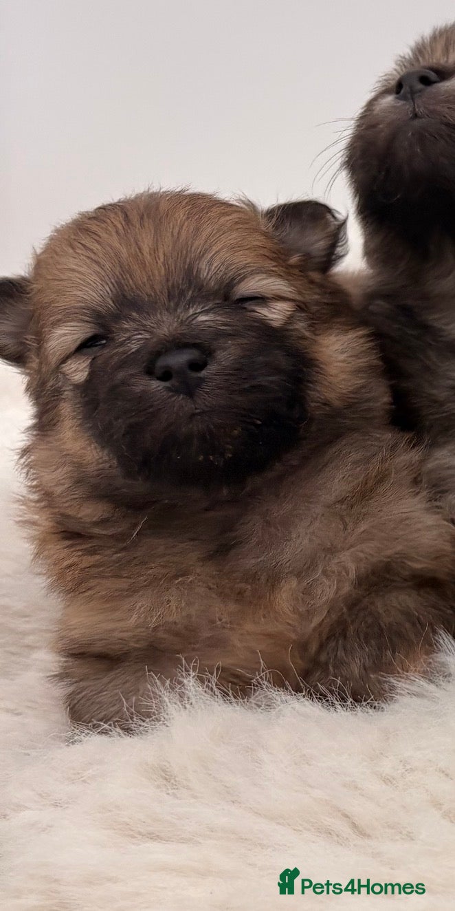 Pomeranian dogs for sale: Beautiful pomerian puppys ready now🐻 - Advert 2