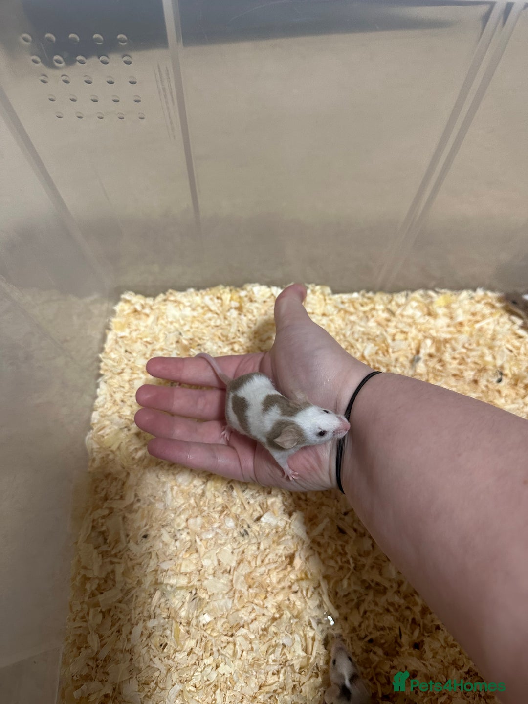 Mouse rodents for sale: Fancy mice  - Advert 3