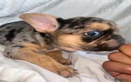 French Bulldog dogs for sale: French bulldog puppies fluffy carriers  - Image 16