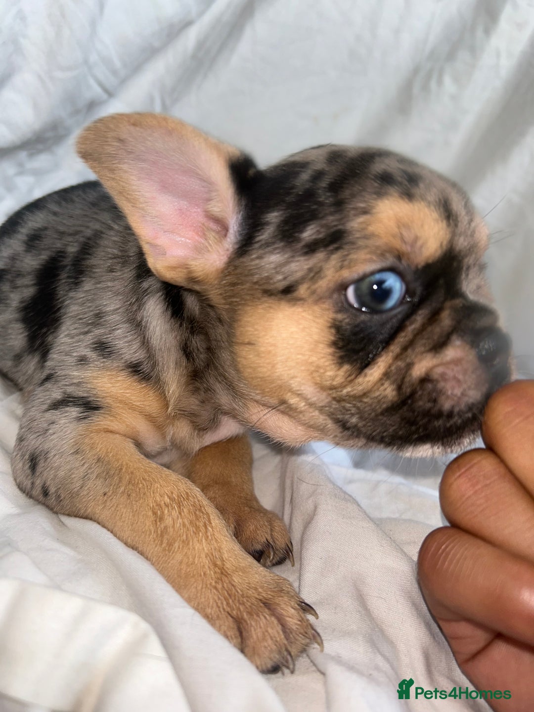 French Bulldog dogs for sale: French bulldog puppies fluffy carriers  - Image 16