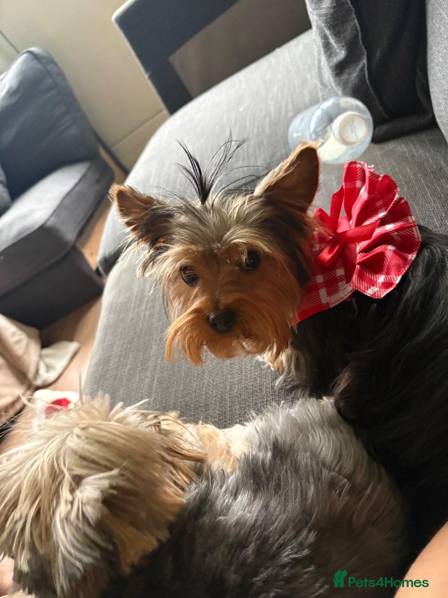 Yorkshire Terrier dogs  Beautiful Yorkshire Terrier mini Puppies tor Sale - Advert 3
