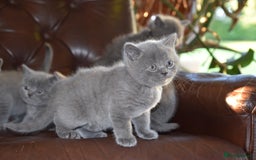 British Shorthair cats for sale: BSH Blue kittens, 3xgirls 3xboys - Image 17