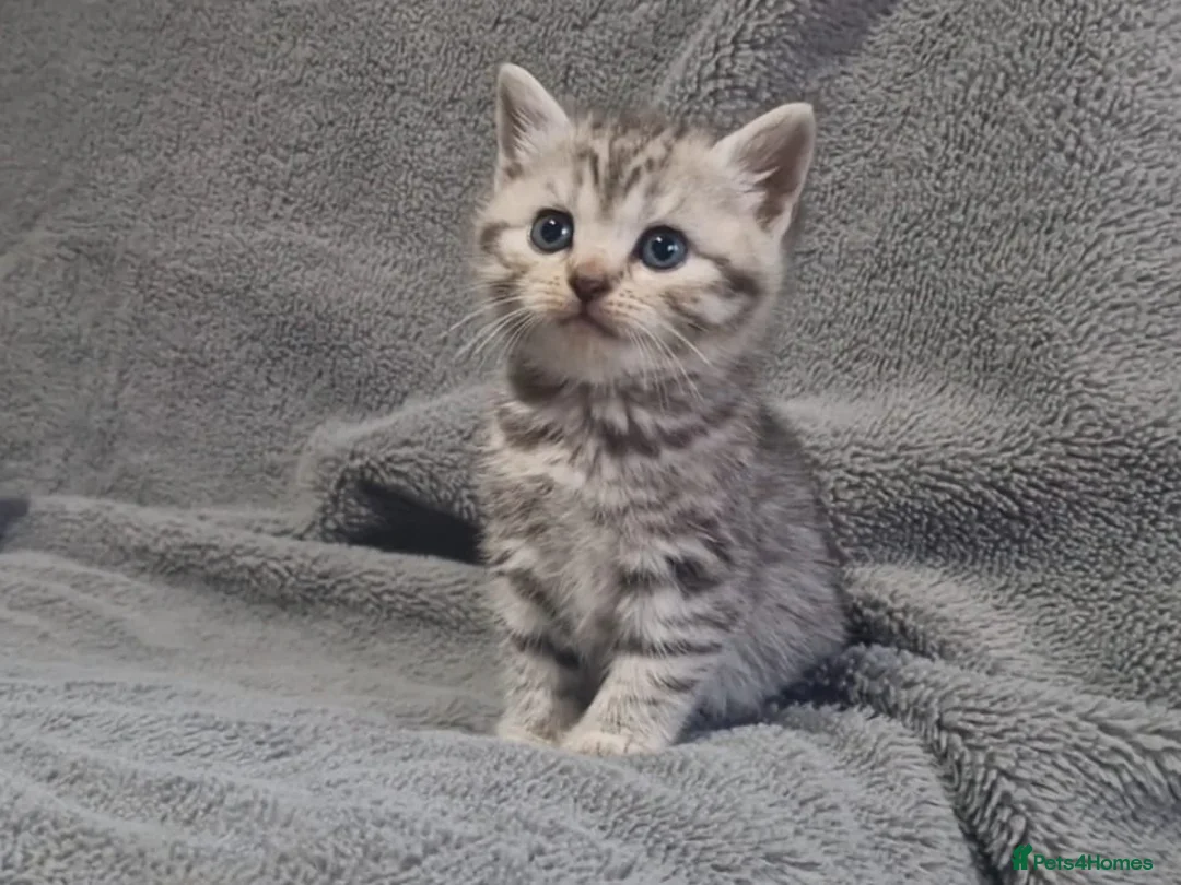British Shorthair cats for sale: 1 Boy and 1 Girl Silver Tabby BSH - Advert 1
