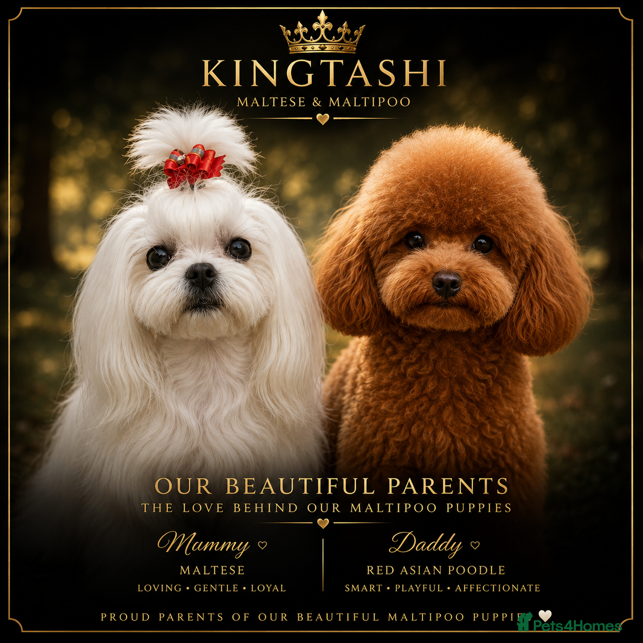Maltipoo dogs Unique Asian Maltipoo puppies.DNA tested parents. - Advert 1