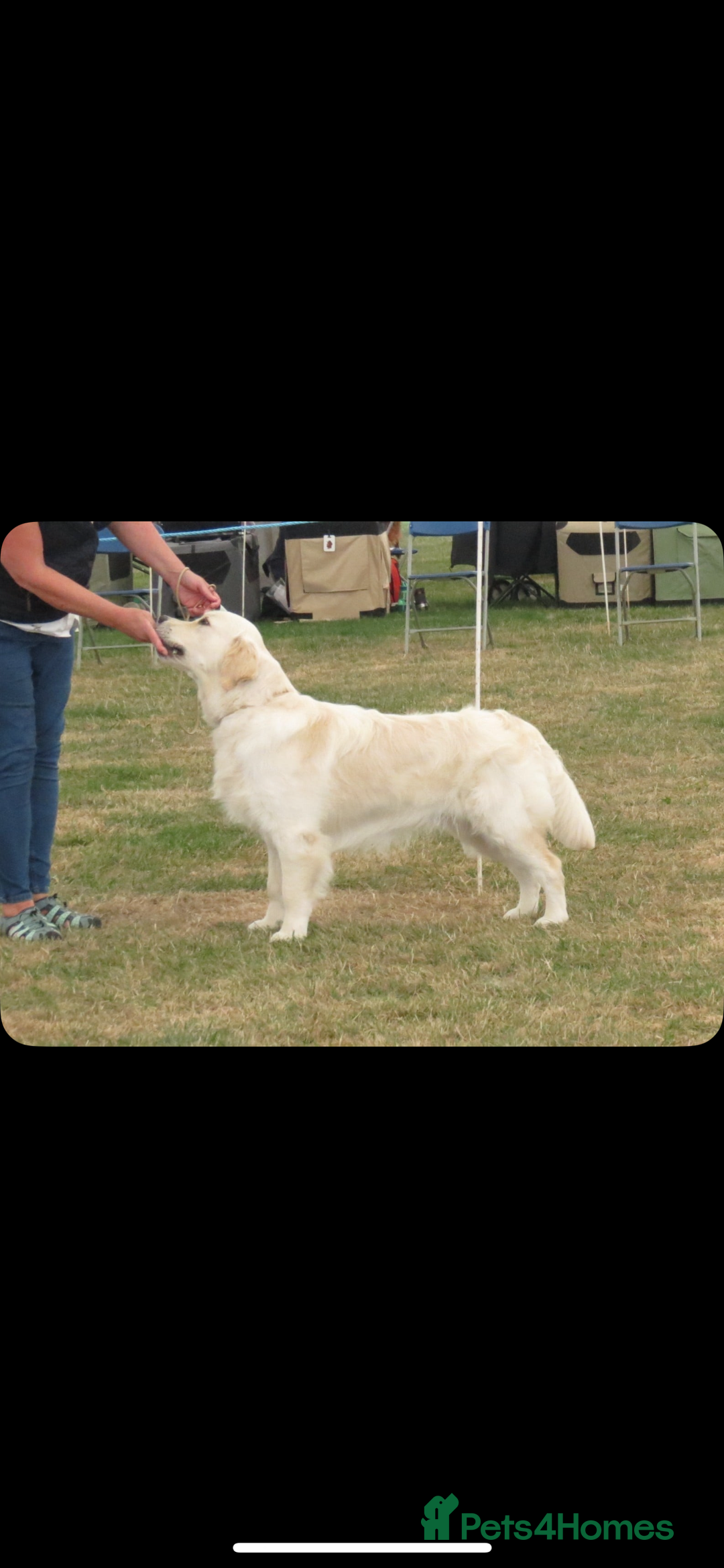 Golden Retriever dogs for stud: ORLAGOLD MAJOR TOM (Ziggy) - Advert 11
