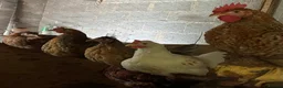 Chickens poultry for sale: Legbar cross cockerels  in Bargoed - Advert 4