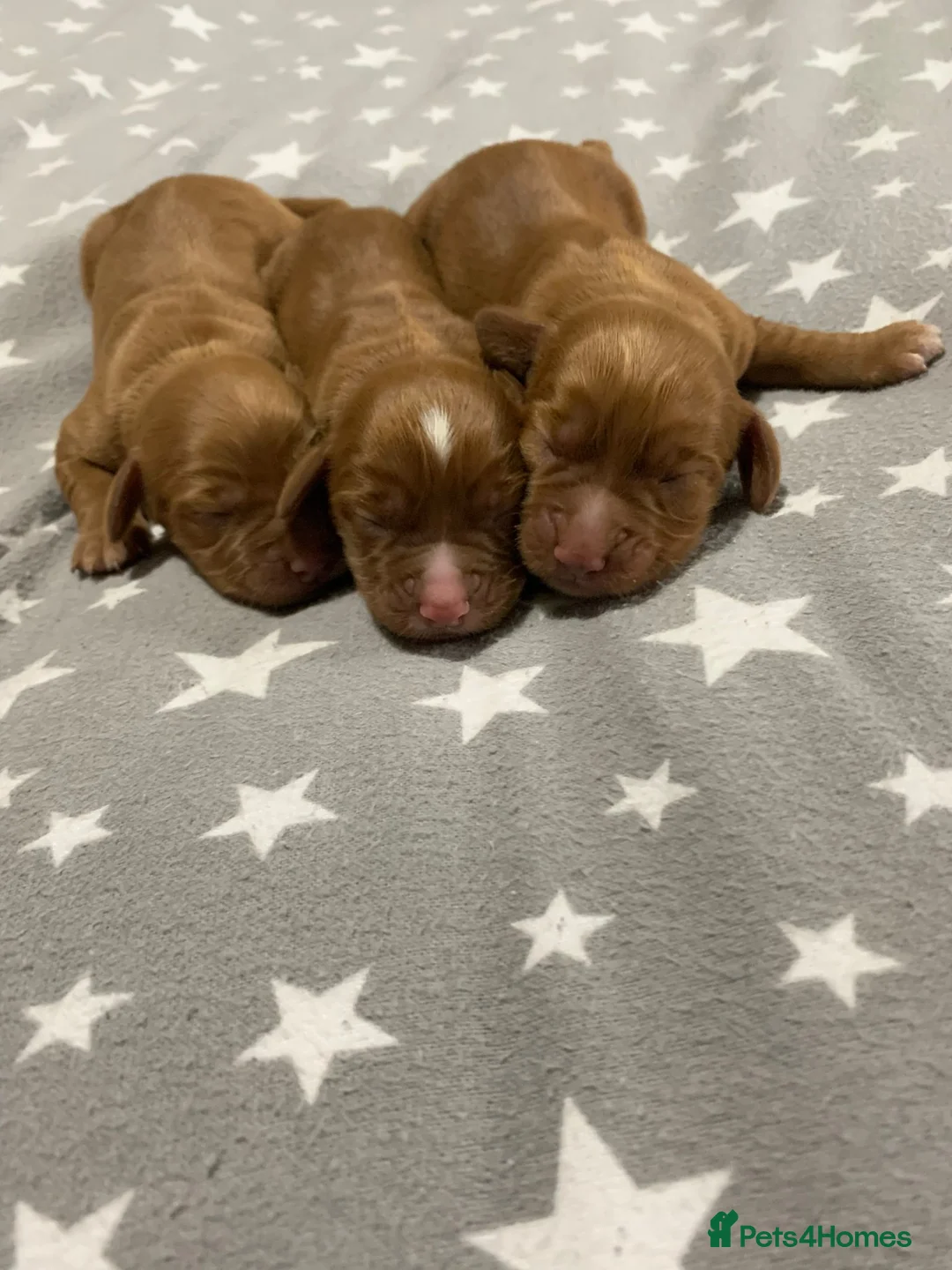 Cocker Spaniel dogs for stud: HEALTH TESTED KC WORKING COCKER SPANIEL STUD in Wolverhampton - Advert 9