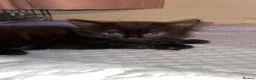 Domestic Shorthair cats for sale: Beautiful domestic short hair, black kitten - Advert 3