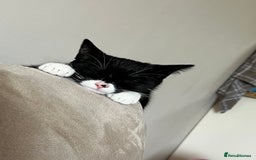 Mixed Breed cats for sale: Mixed breed boy  - Image 4