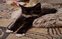 Maine Coon cats for sale: Purebred Maine Coon Kittens–Champion Bloodlines 🐾 - Image 2