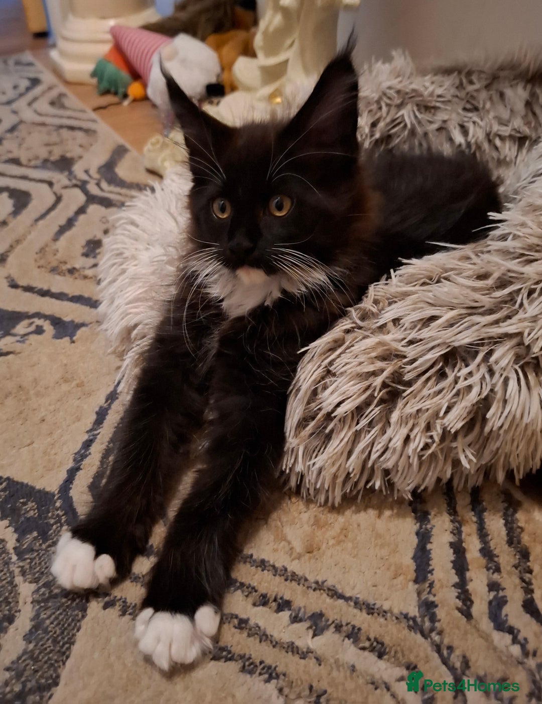 Maine Coon cats for sale: Purebred Maine Coon Kittens–Champion Bloodlines 🐾 - Image 2