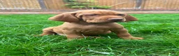 Hungarian Vizsla dogs for sale: EXCEPTIONAL HUNGARIAN VIZSLA PUPPIES - Advert 24