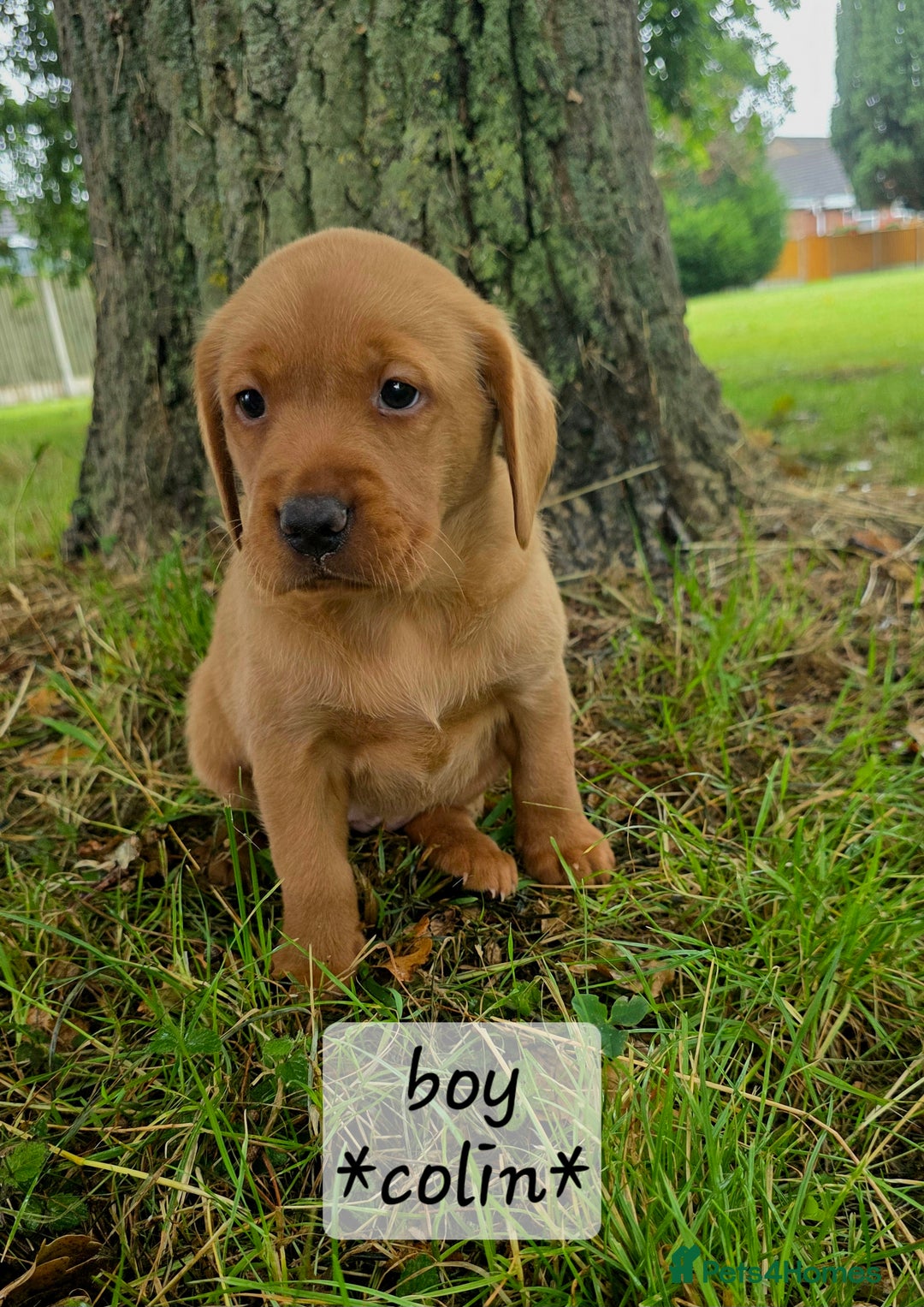 Labrador Retriever dogs for sale: Fox red labrador puppies - Image 6