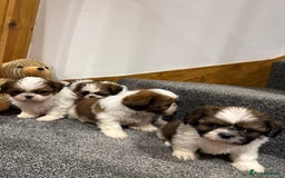 Shih Tzu dogs for sale: Summer Shihtzu Puppies - Image 5
