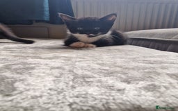 Mixed Breed cats for sale: 5 Gorgeous Tuxedo Kittens - Image 6