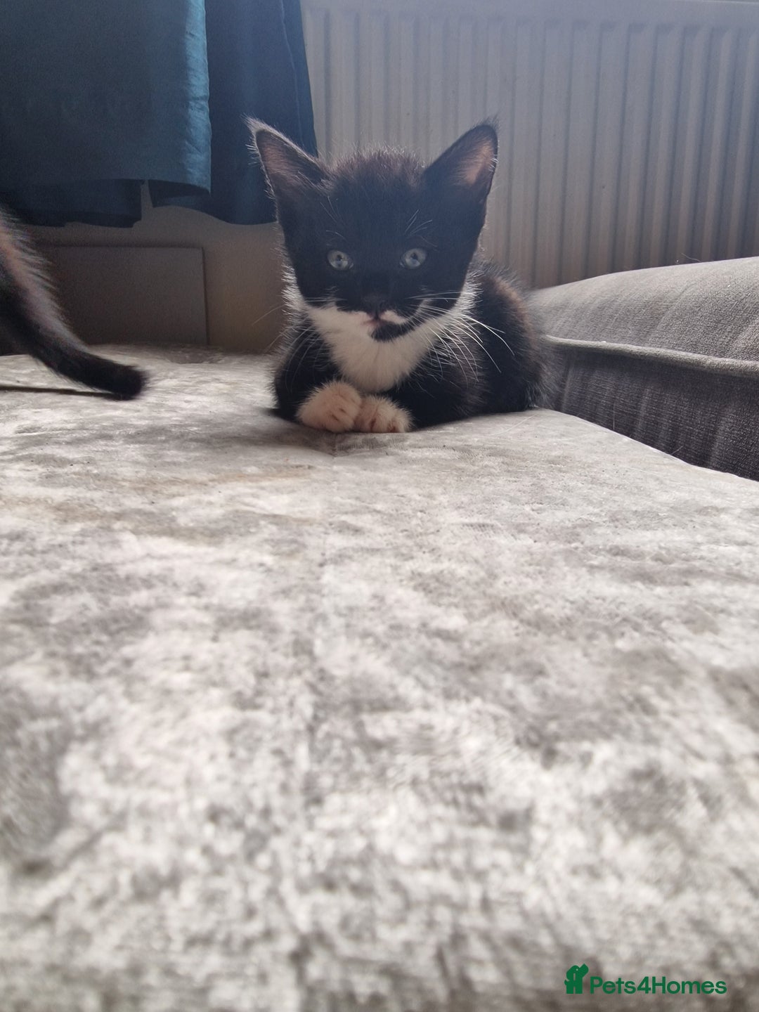Mixed Breed cats for sale: 5 Gorgeous Tuxedo Kittens - Image 6