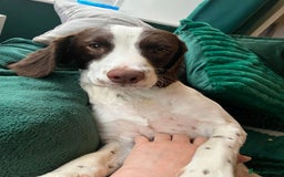 English Springer Spaniel dogs for stud: Springer Spaniel FOR STUD - Advert 2