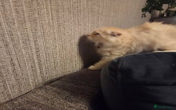 Scottish Fold cats for sale: !1 LEFT! BEAUTIFUL SCOTTISH FOLDS FOR SALE - Image 22