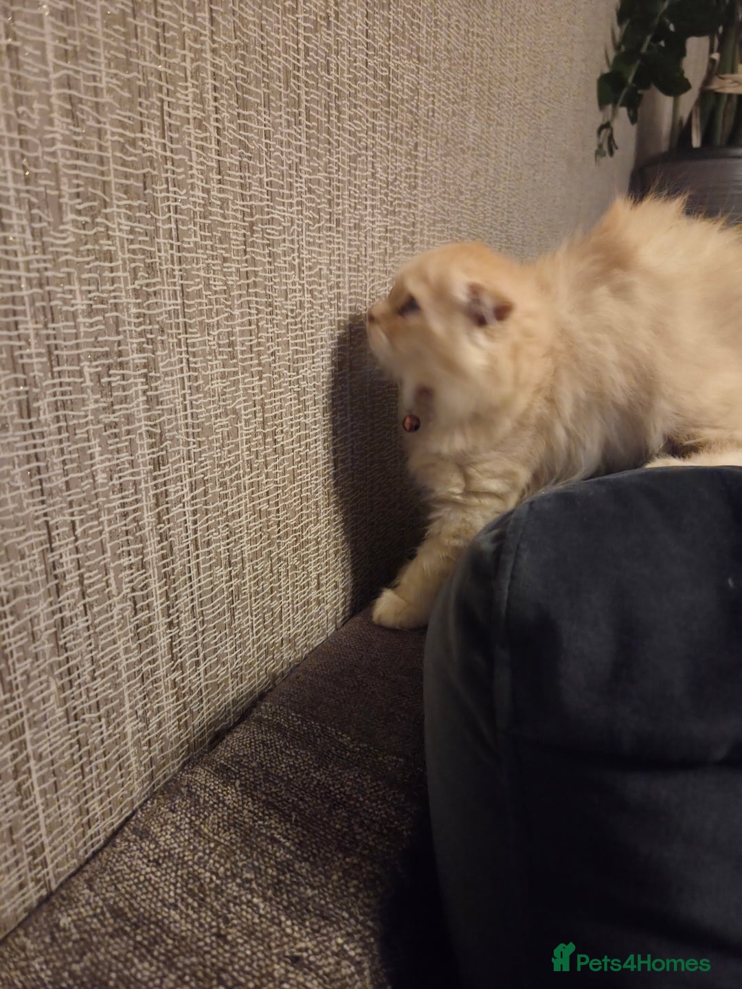 Scottish Fold cats for sale: !1 LEFT! BEAUTIFUL SCOTTISH FOLDS FOR SALE - Image 22