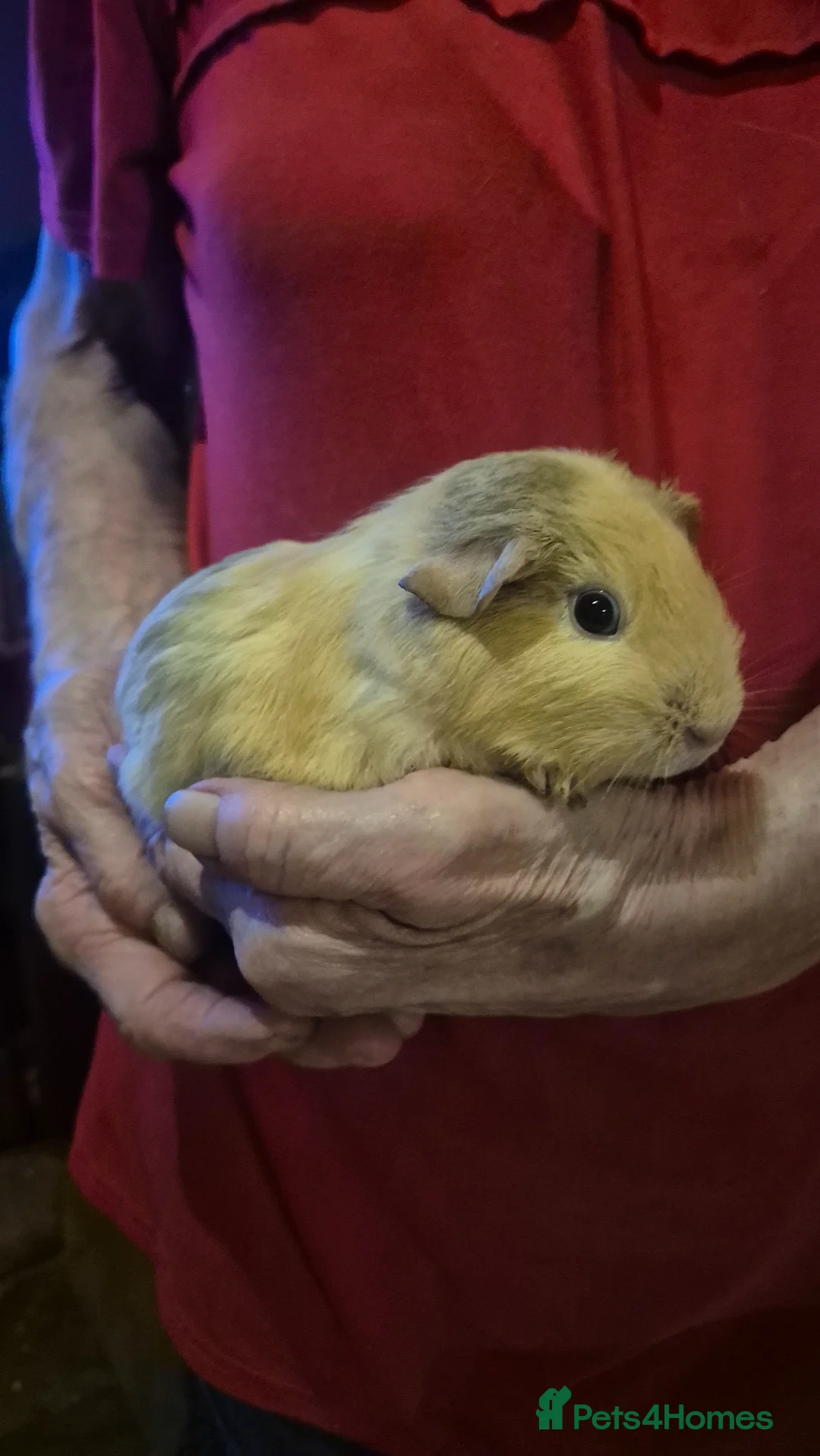 Guinea Pig rodents for sale: Cute baby guinea pigs  - Advert 2