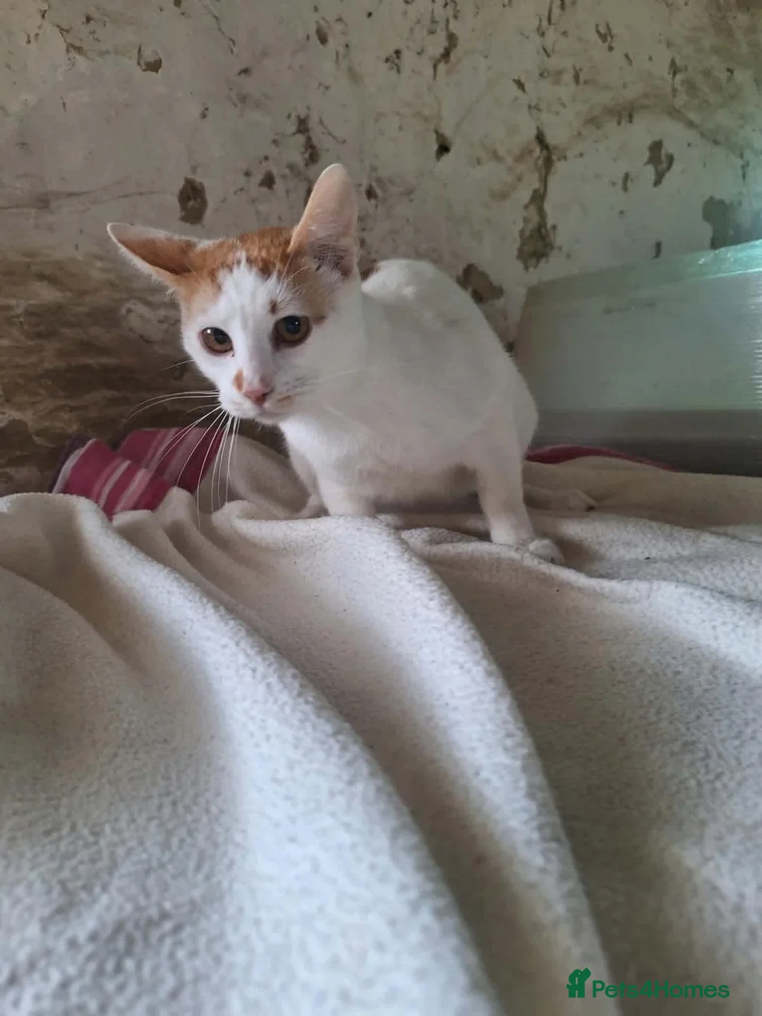 Mixed Breed cats for adoption: Nacho for adoption in Kidlington - Advert 4