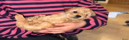 Maltipoo dogs for sale: Maltipoo Boys F1b licensed Breeder - Advert 3