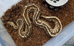 Python Snake reptiles for sale: Adult Ball Python's  - Image 2