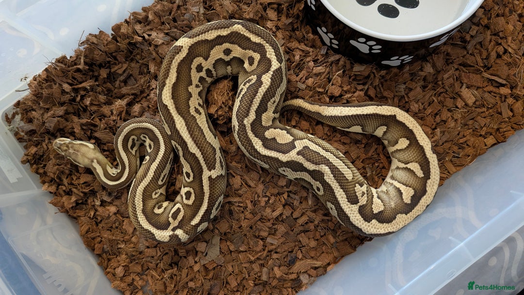 Python Snake reptiles for sale: Adult Ball Python's  - Image 2
