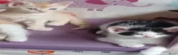 Domestic Shorthair cats for sale: Kittens  in Milton Keynes - Advert 4