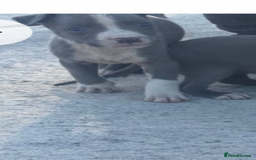 American Bully dogs for sale: American pocket bully  - Image 3