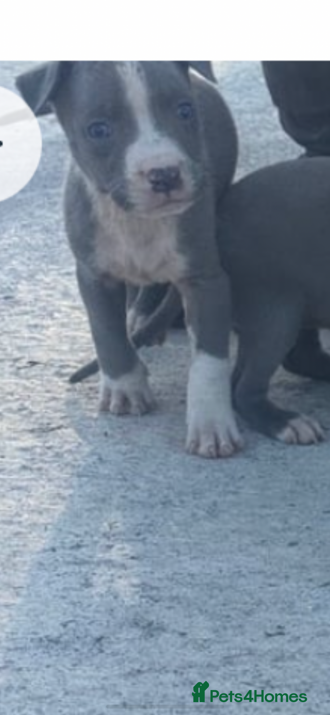 American Bully dogs for sale: American pocket bully  - Image 3