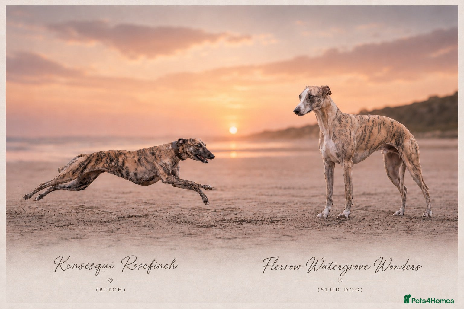 Whippet dogs Whippet Girl available - Advert 1