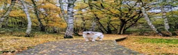 Golden Retriever dogs for sale: Beautiful KC Registered Golden retriever puppies - Advert 4