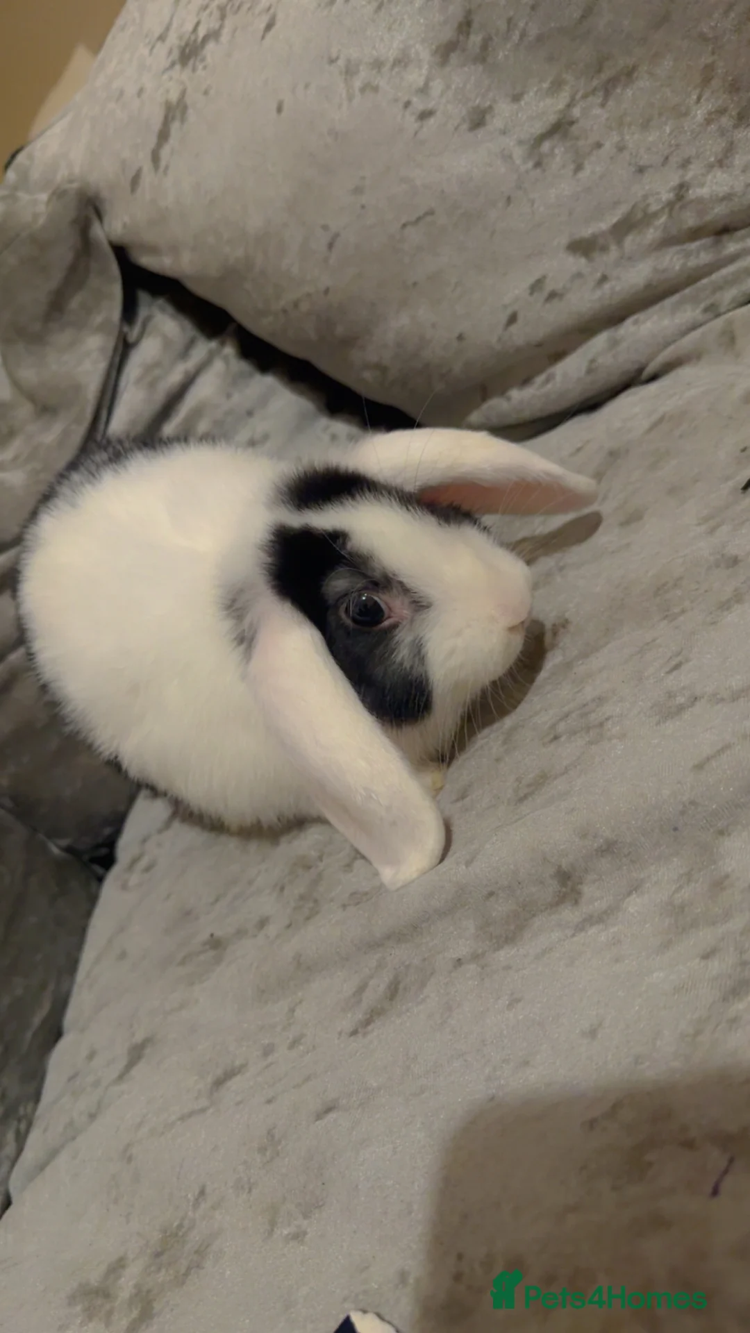 Dutch rabbits for sale: Rabbit in Dudley - Advert 2