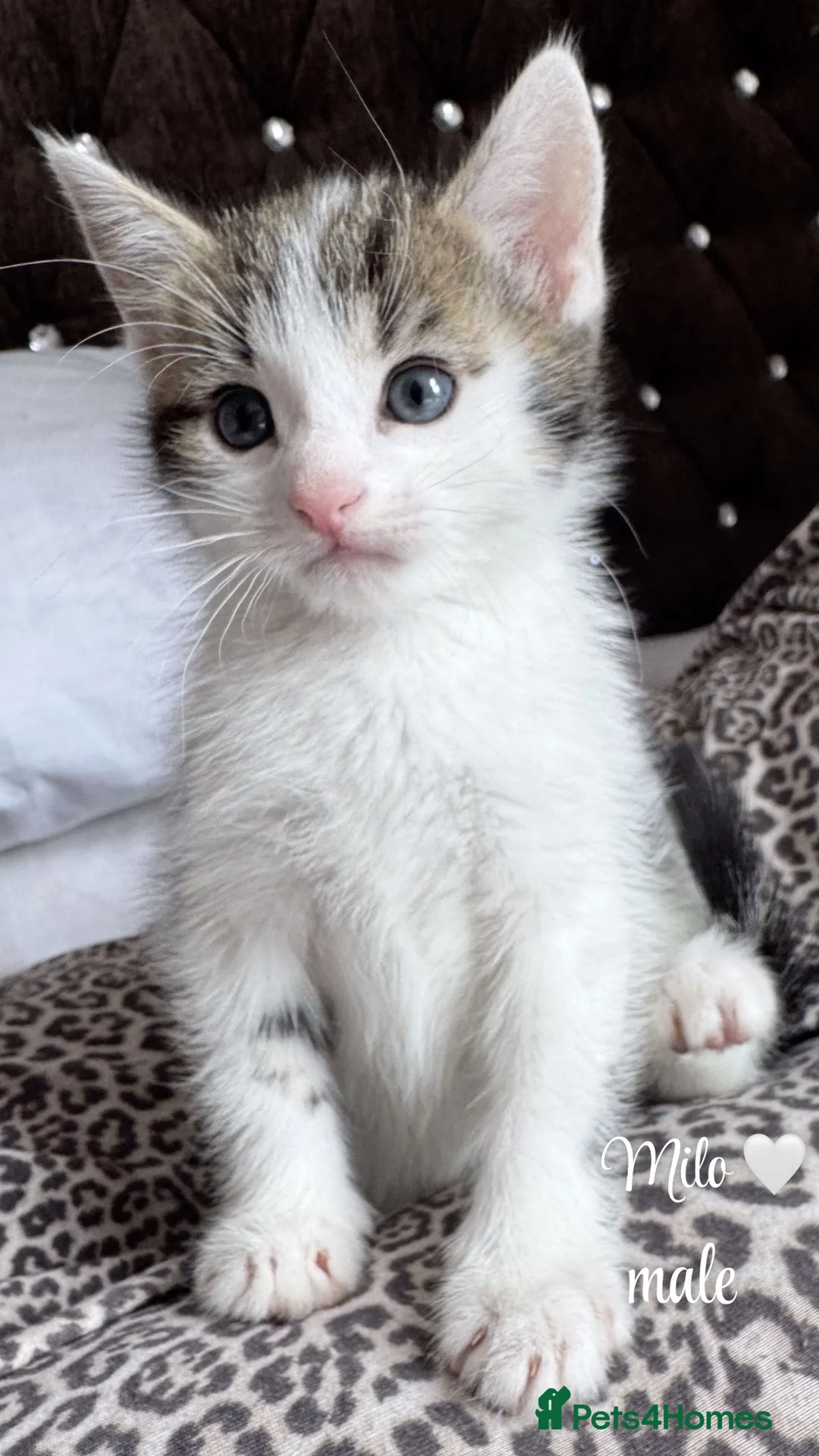 Mixed Breed cats for sale: Kittens looking to be rehomed  - Advert 2