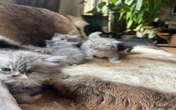Persian cats for sale: Beautiful fluffy kittens very affectionate  - Image 22